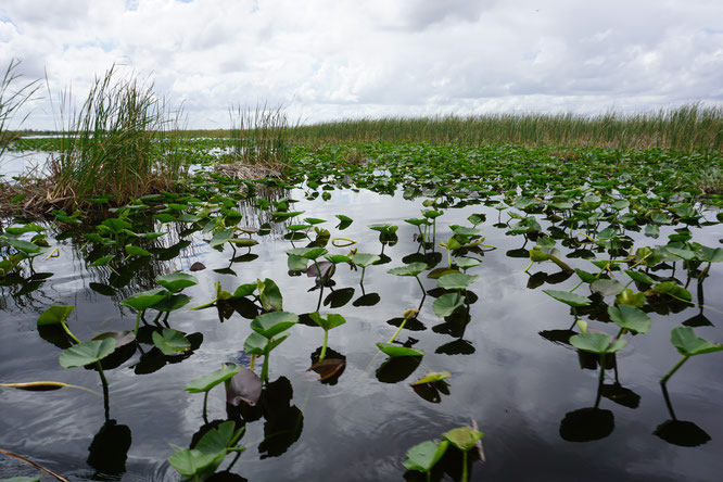 Wunderbare Landschaften im Everglades National Park in Florida