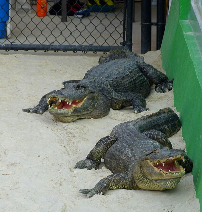 Prächtige Alligatoren: Zu finden im Everglades National Park