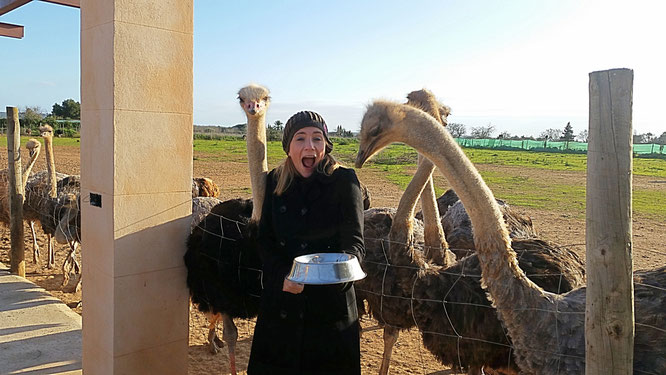 Straußenfarm Artestruz, avestruz, Strauß, ostrich, Mallorca, Campos