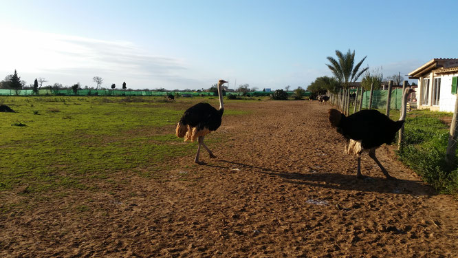 Straußenfarm Artestruz auf Mallorca: Infos und Reisetipps für eure Rundreise