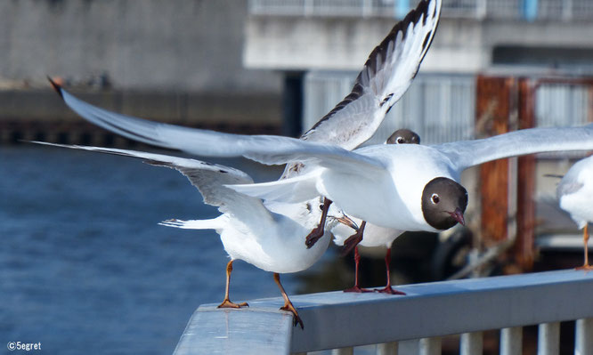 ユリカモメ