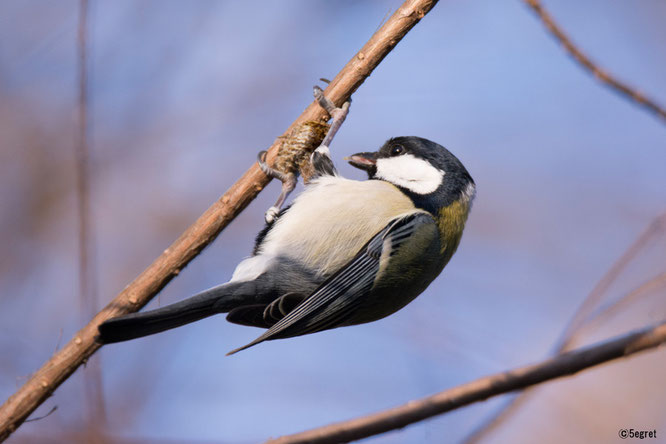 シジュウカラ