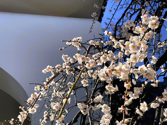 成願寺　梅　白