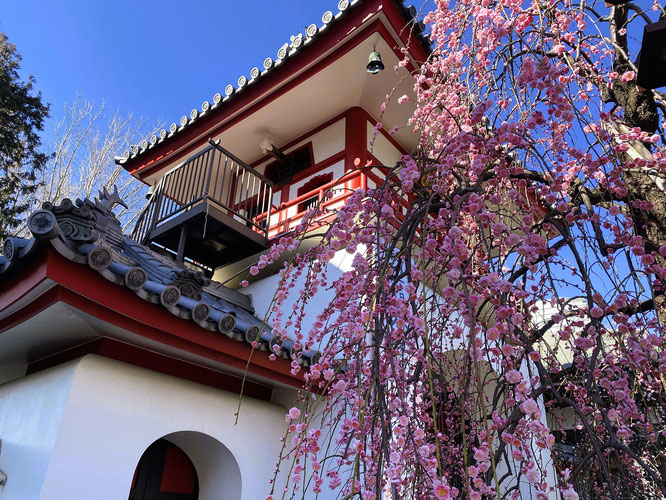 成願寺　梅　ピンク