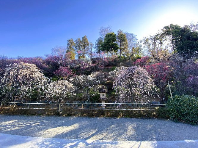 池上梅園　枝垂れ梅