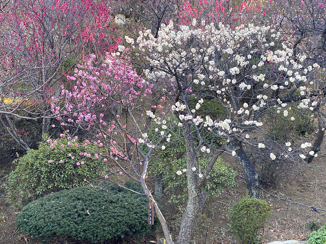 池上梅園 思いのまま