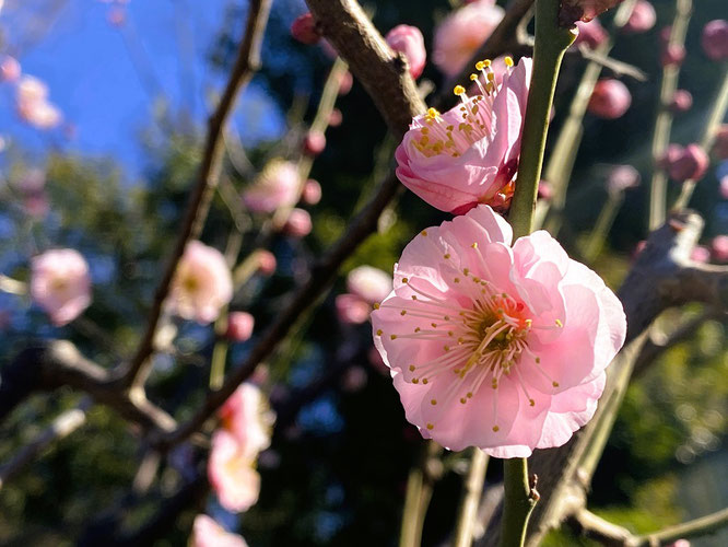 池上梅園 ピンクの梅
