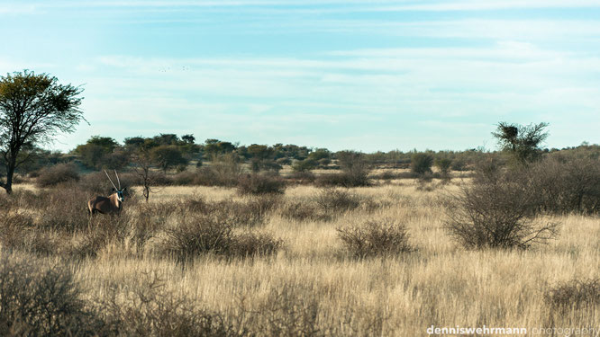 kalahari namibia