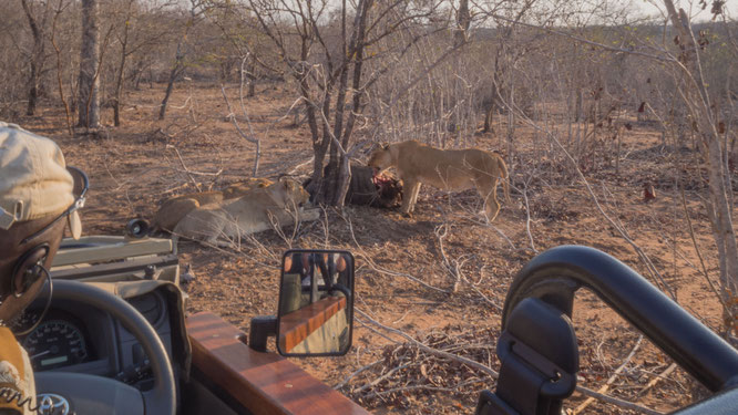 löwenkill | game drive | kapama private game reserve | südafrika