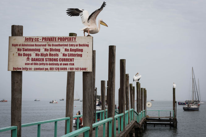 catamaranfahrt | walvis bay | namibia 