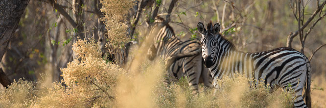 zebra | bush walk | chief`s island | okavango delta | botswana 2014