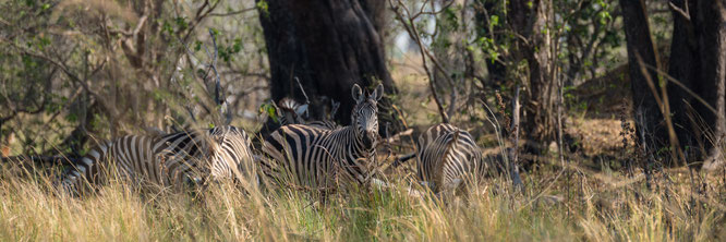 zebra | bush walk | chief`s island | okavango delta | botswana 2014