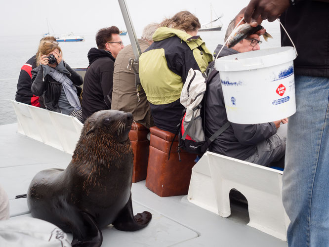 catamaranfahrt | walvis bay | namibia 