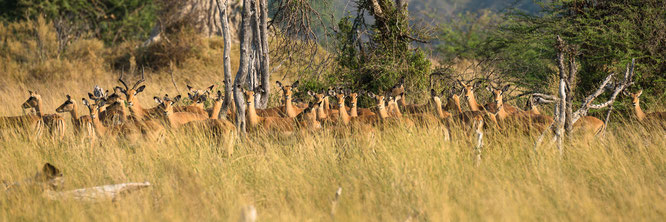 impala | bush walk | chief`s island | okavango delta | botswana 2014