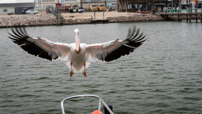 catamaranfahrt | walvis bay | namibia 