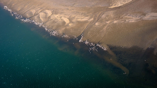 Bird`s eye view flamingos over the Walvis Bay lagune - Namib Desert Namibia