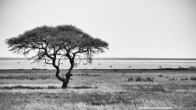 etosha nationalpark namibia