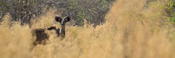 kudu | bush walk | chief`s island | okavango delta | botswana 2014