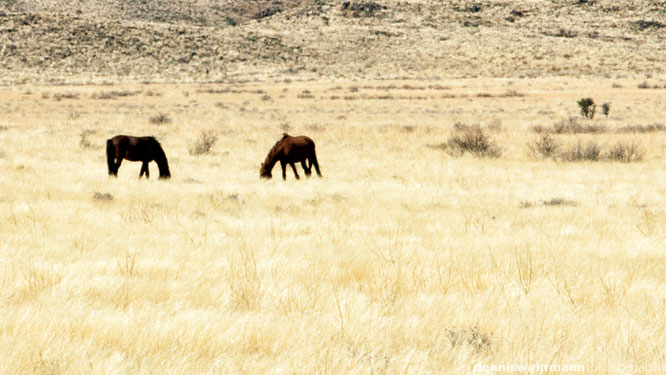 namib pferde namibia