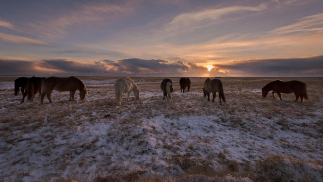 Islandponies beim Grasen im Schnee. Diese Tiere sind so widerstandsfähig und gutmütig, einfach beeindruckend | Iceland 2016