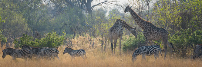 bush walk | chief`s island | okavango delta | botswana 2014