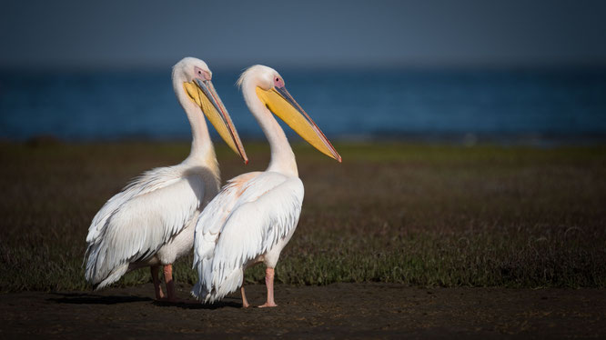 Pelikane (und was für welche) in unmittelbarer Nähe der Straße in der Lagune südlich von Walvis Bay.