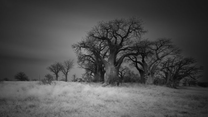 baines baobabs  nxai pan national park botswana