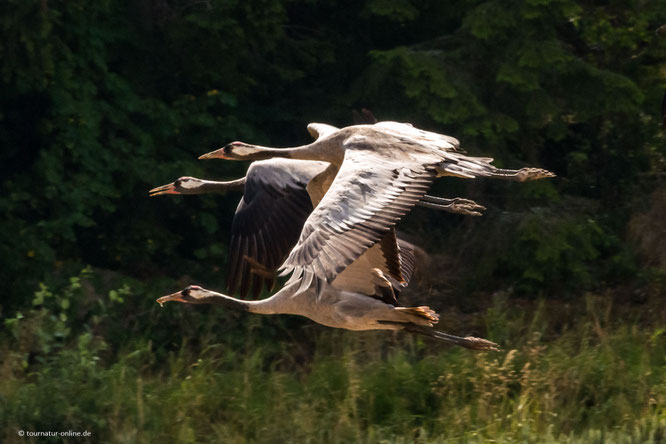 Kraniche im Polder Glies