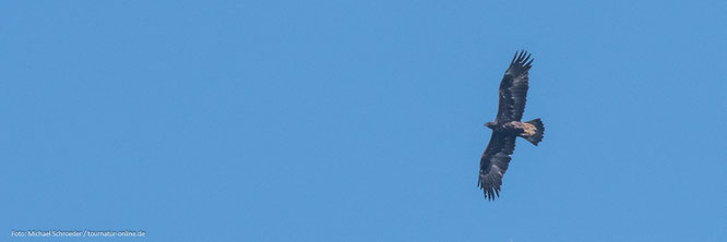 Steinadler im Naturreservat Fyledalen