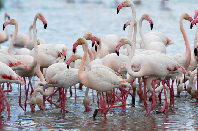 Immer einen Stopp wert: die Camargue