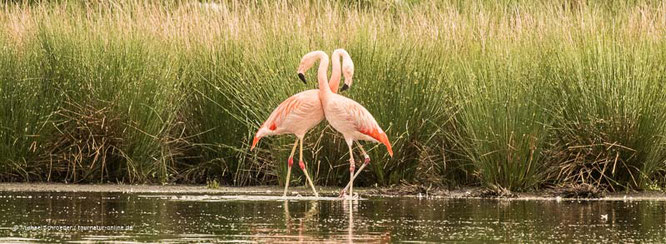 Flamingo im Zwillbrocker Venn / Deutschland