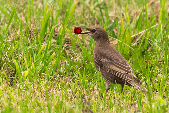 Jungvogel