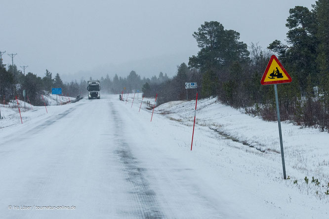 Reifen mit Spikes sind auf den spielgelglatten Straßen in Schwedens Lappland sinnvoll.