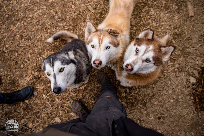 Huskyfarm Nomadic Naali
