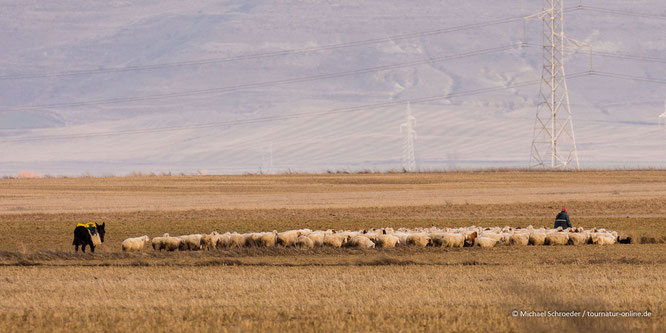 Tierra de Campos Hochebene Raubvögel Ornithologie Vogelbeobachtung