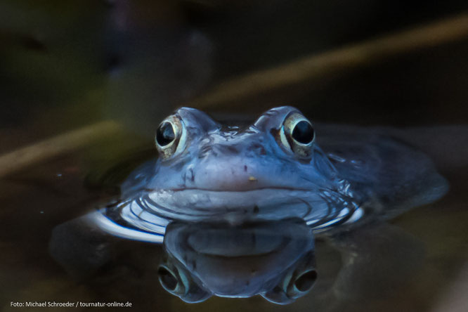 blauer Moorfrosch in der Paarungszeit