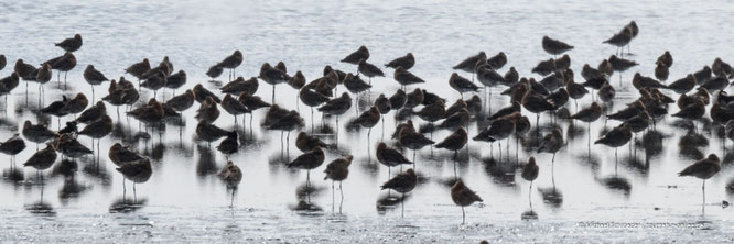 Vogelparadies Nationalpark Lauwersmeer