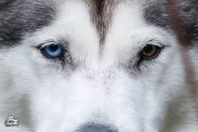 Auf der Huskyfarm Eräkeskus in Finnland in Skandinavien