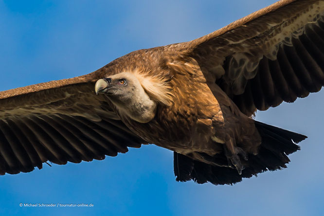 Gänsegeier in der Extremadura