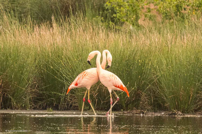Flamingos im Zwillbrocker Venn