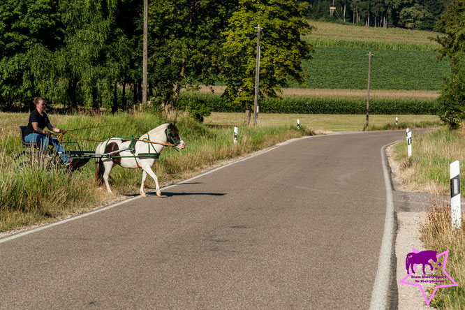 Kutschenführerschein, Fahrabzeichen, Fahrbpony, Sieltec, Maier Sulky