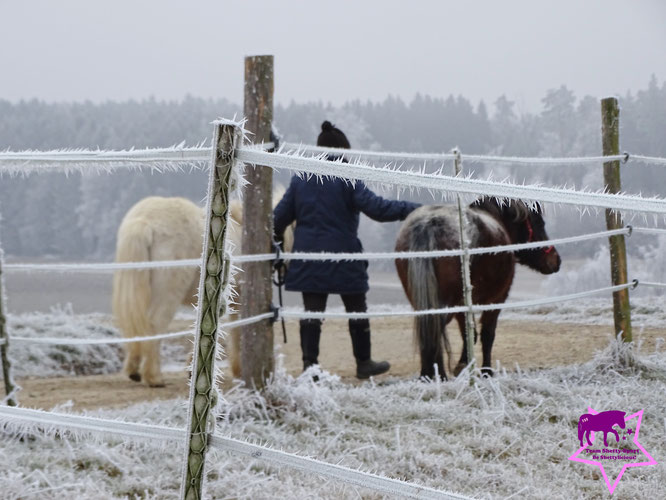 Shetty, Winterlandschaft, Beschäftigung