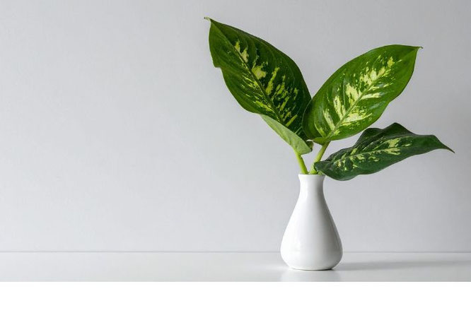 Planten Scandinavisch interieur: Ideeën en styling tips