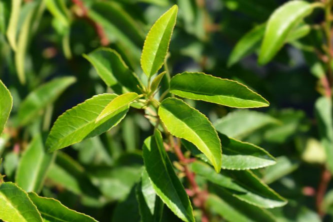 planten voor zonnig balkon - groenblijvende portugese laurier