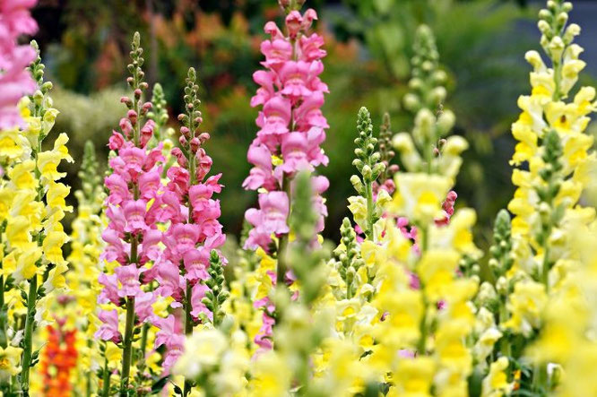 balkon mooie planten zuiden- Leeuwenbek mooie bloeier