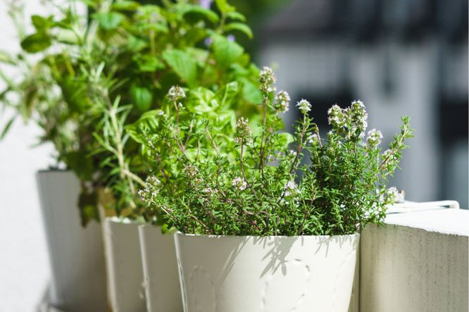 tuinplanten verzorgen op balkon