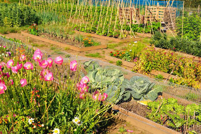 Moestuin maken? Houd hier rekening mee