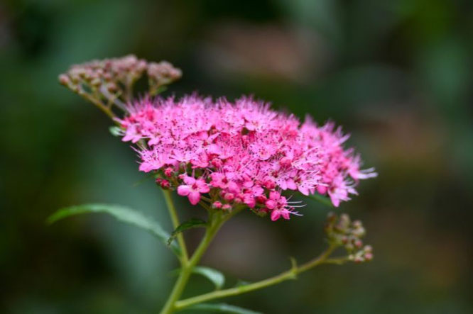 planten voor zonnig balkon  Spirea kan goed tegen droogte