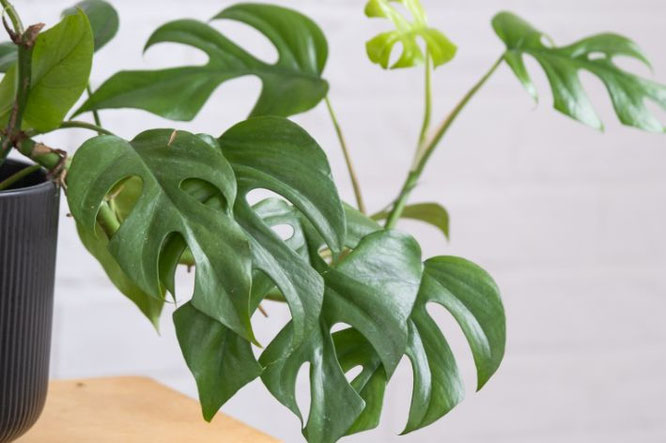 Hangplant voor Scandinavischeinterieur: Rhaphidophora Tetrasperma Kokodama(Monstera minima)