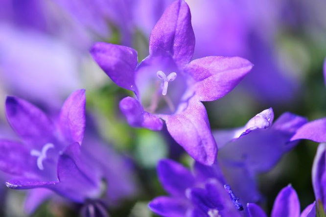 Campanula een bloeiende plant voor een zonnig balkon